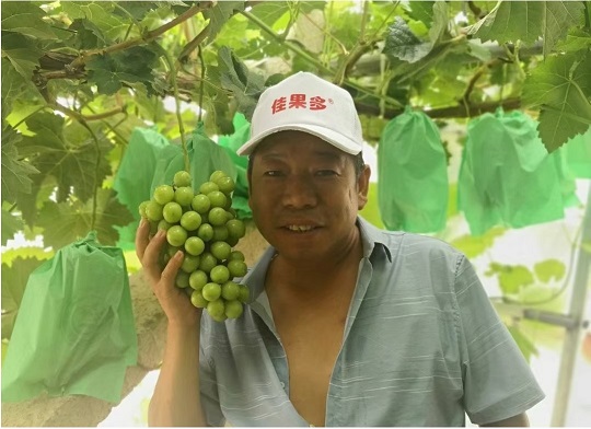 葡萄效果分享
